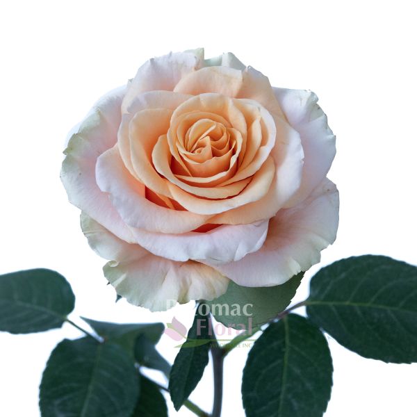 Phoenix Rose Peach, 50 To 60 cm - Potomac Floral Wholesale